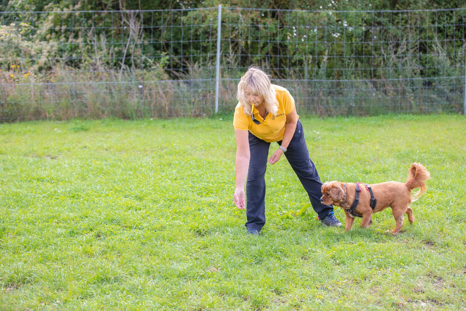Puppy Training Reading