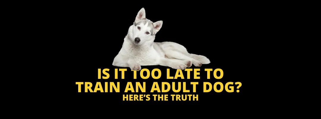 Is It Too Late to Train an Adult Dog? Here’s the truth