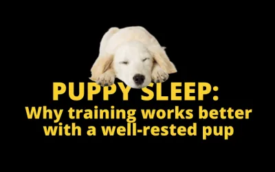 Puppy sleep and training