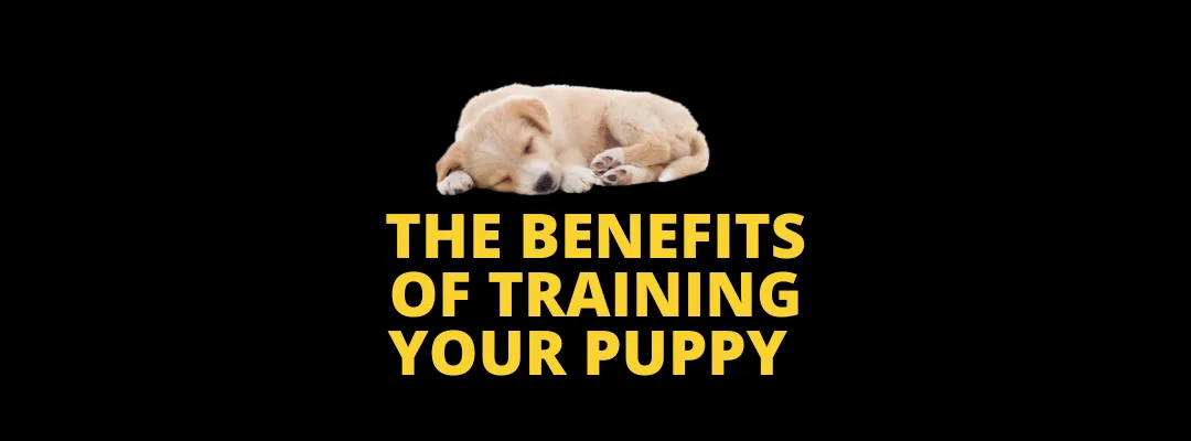 The Benefits of Training Your Puppy
