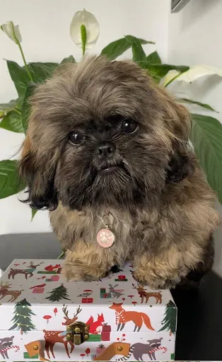 Tips For Having a Happy Christmas With Your Dog