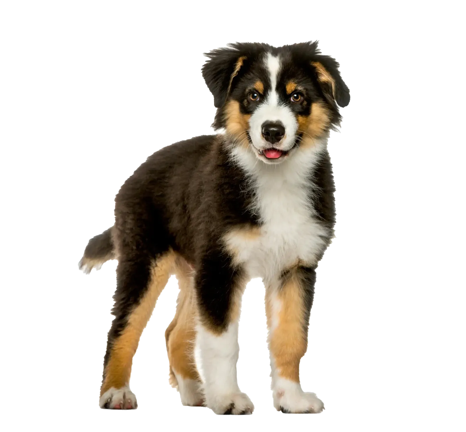 Puppy training Pangbourne - puppy training classes and one to ones