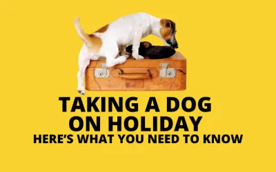 Taking a dog on holiday – tips to help you prepare