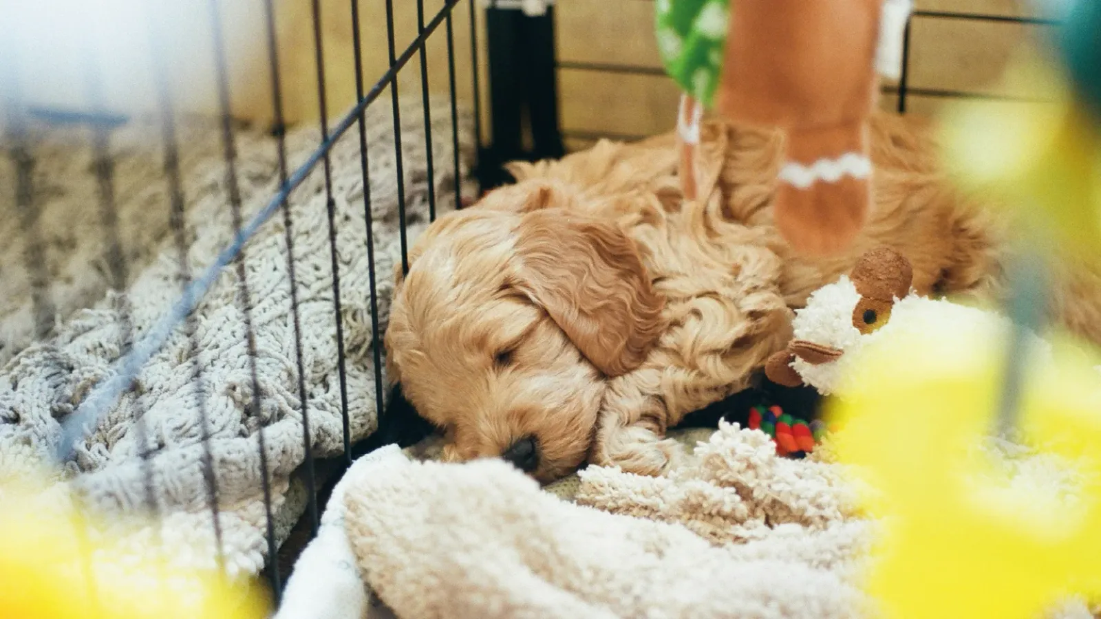 Puppy safe space - puppy shopping list 