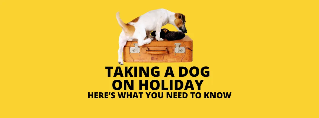 Taking a dog on holiday – tips to help you prepare