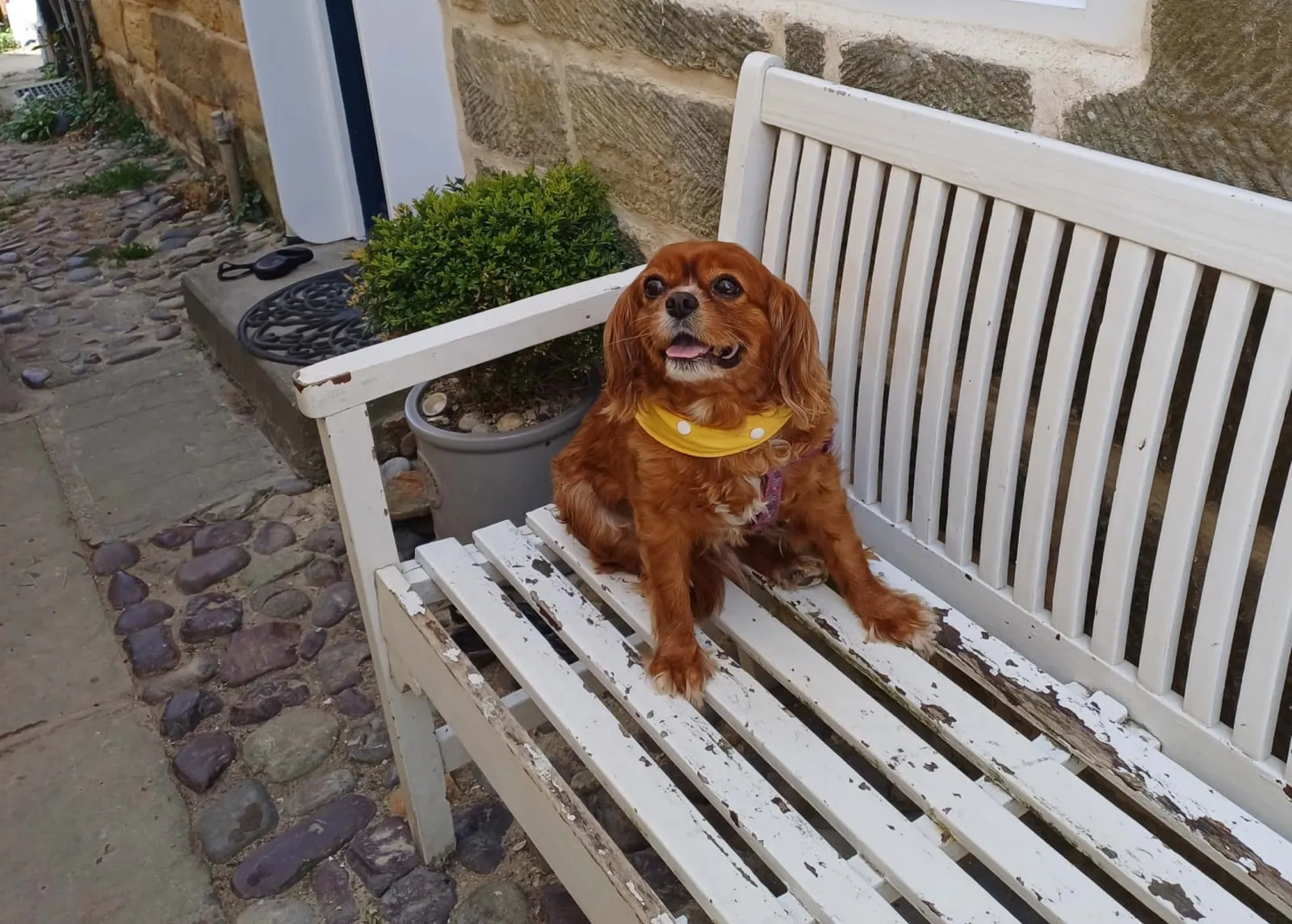 Taking your dog on holiday blog - robin hoods bay
