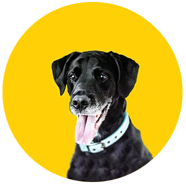 Dog Training