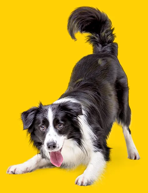 Happipup Collie