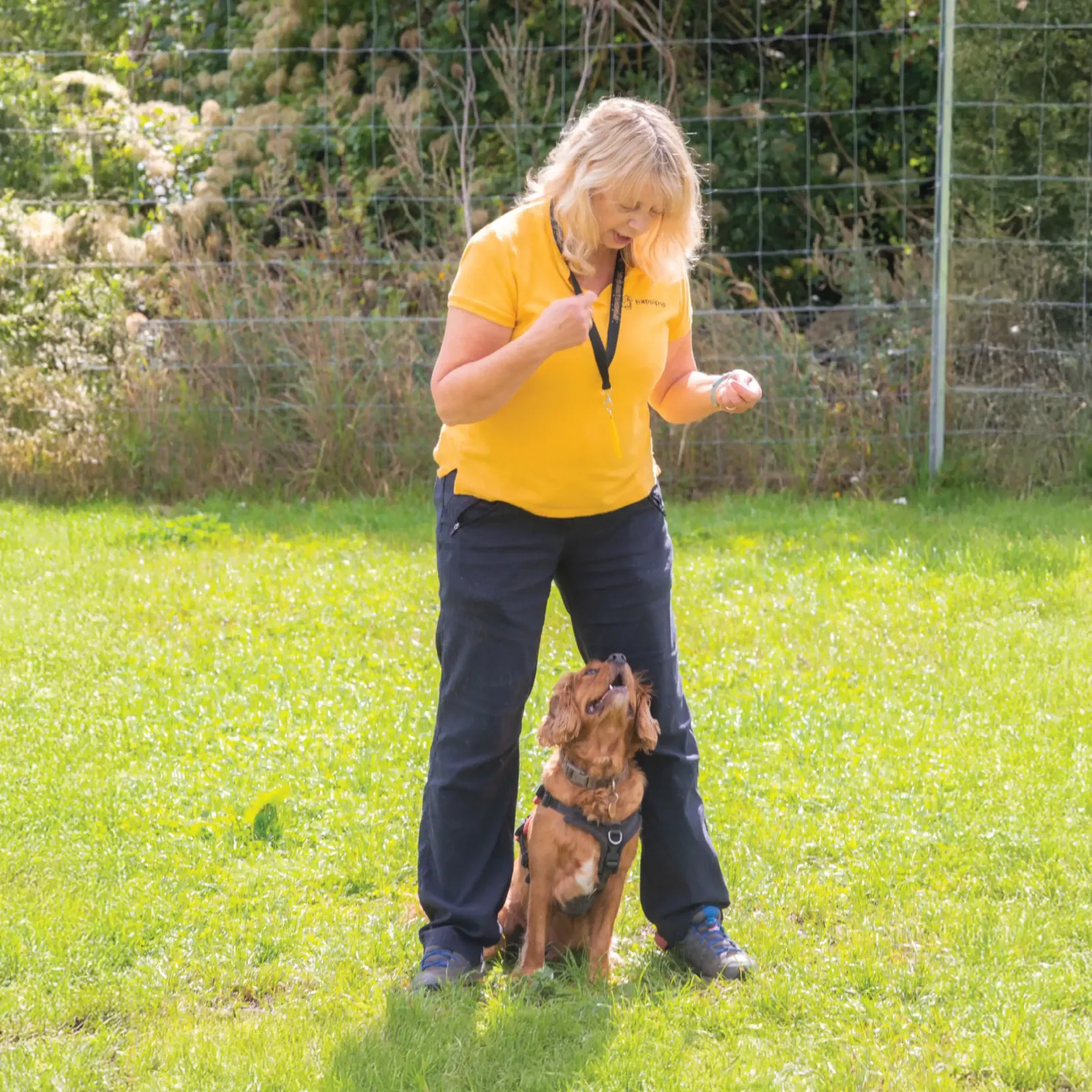 Puppy and dog training classes - Berkshire