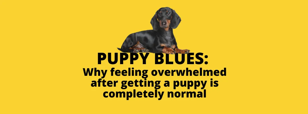 Puppy Blues