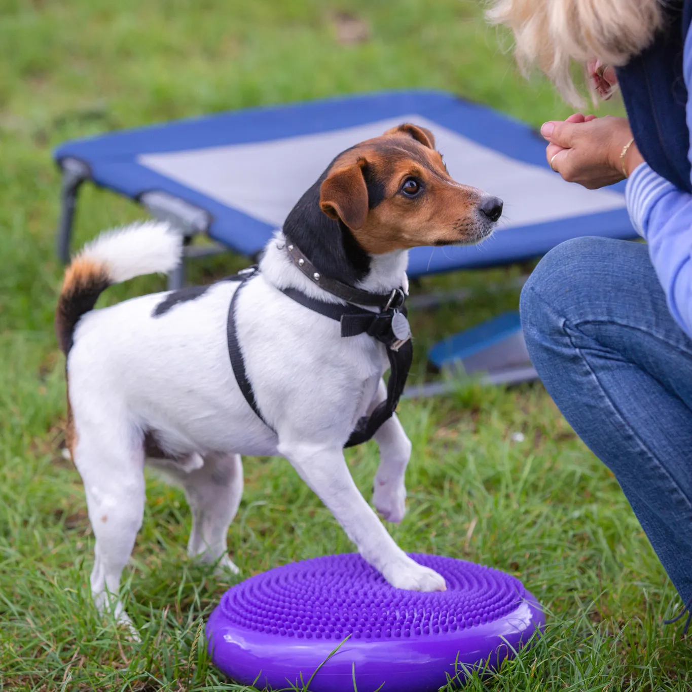 Looking at Our Dogs Body Language