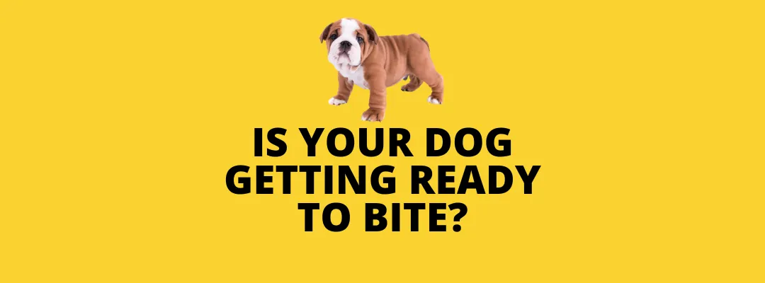is your dog getting ready to bite? blog post