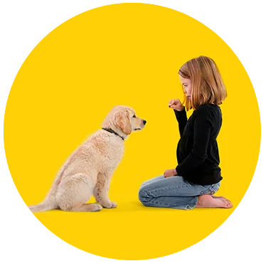 Puppy Training - Puppy Training Pangbourne