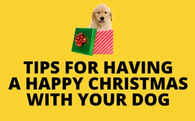 Tips For Having a Happy Christmas With Your Dog
