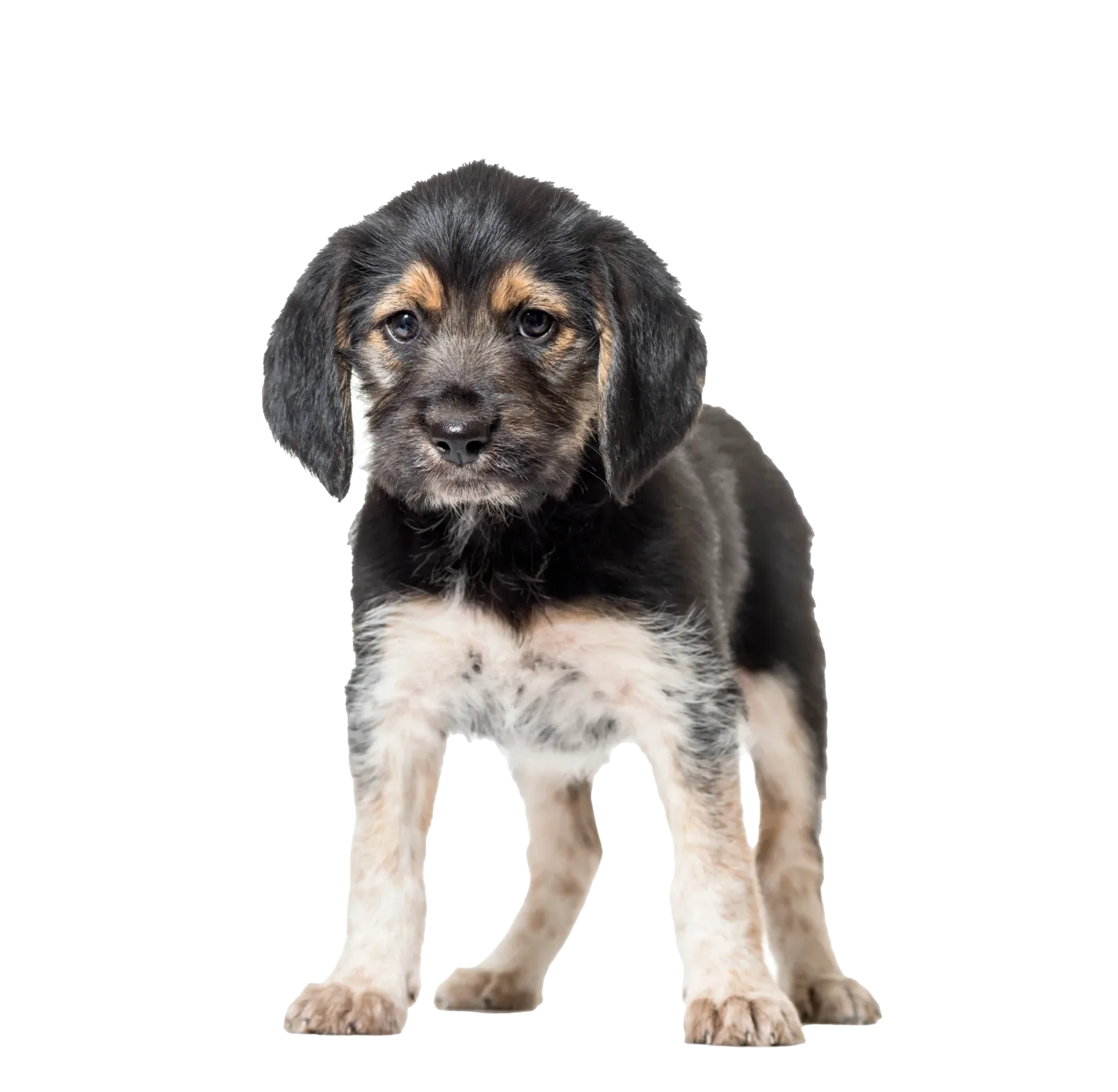 Mixed breed puppy - puppy classes in Reading