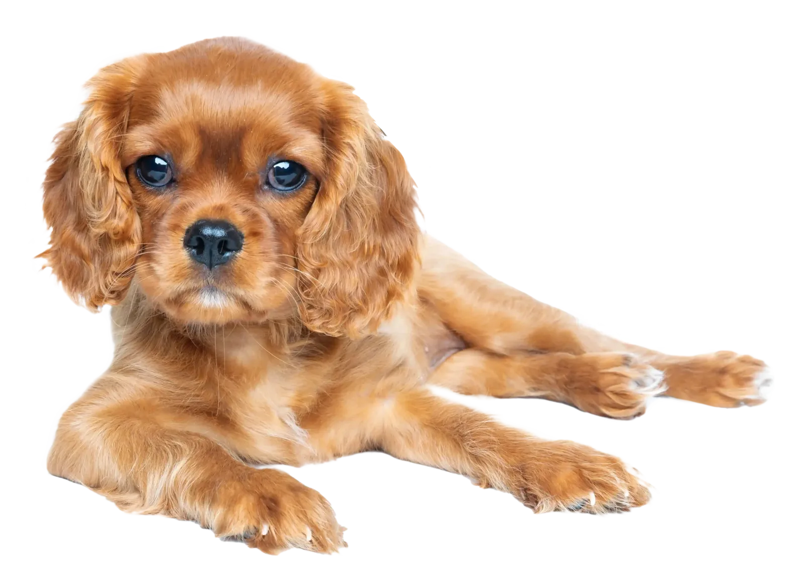 cavalier spaniel - puppy training Pangbourne