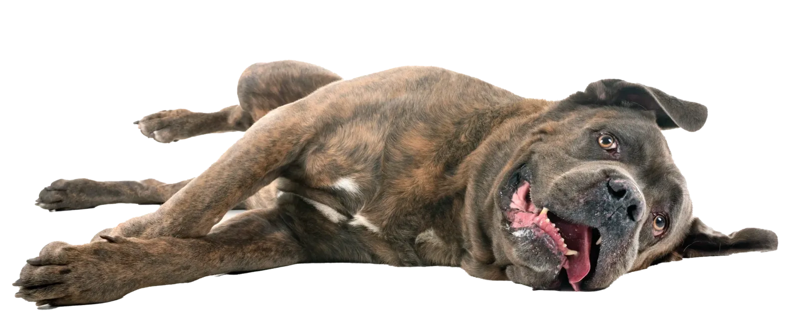puppy classes for dogs of all sizes (mastiff pup pictured)
