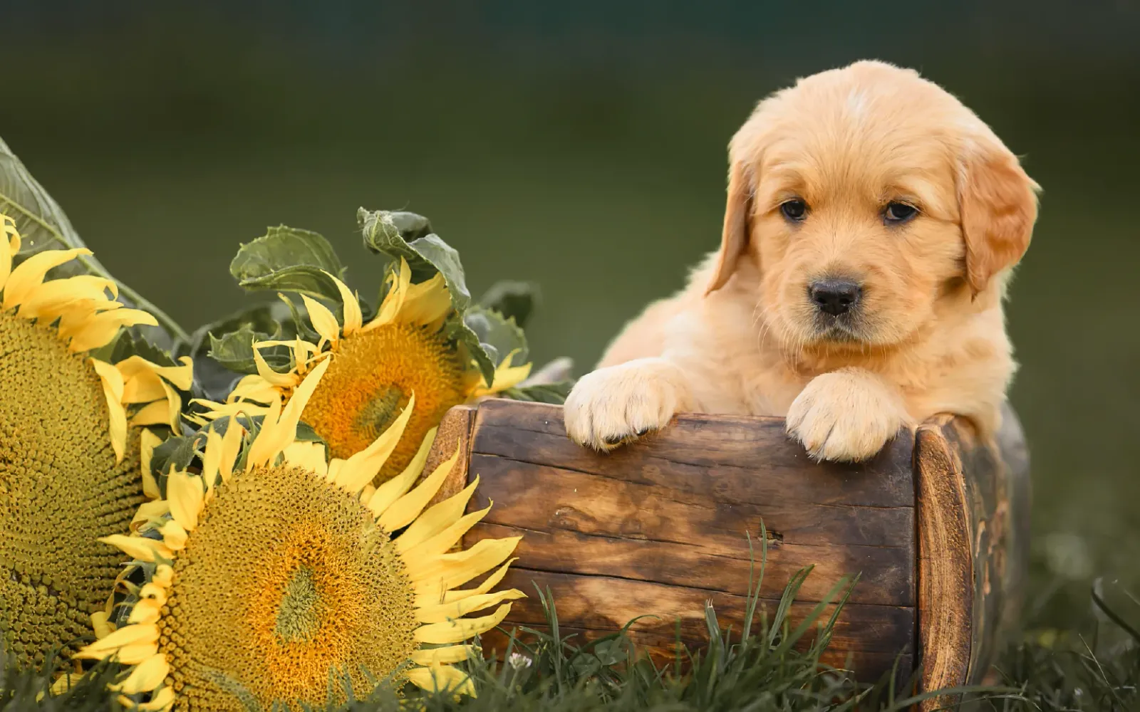 Puppy blues blog image - Support for Puppy Owners in Pangbourne, Reading, Tilehurst & Surrounding Areas in Berkshire - Labrador puppy with sunflowers 