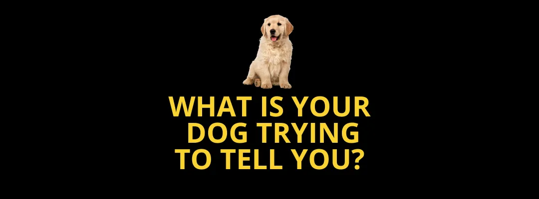 What is your dog trying to tell you? - blog post