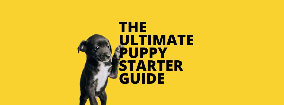 The ultimate puppy starter guide