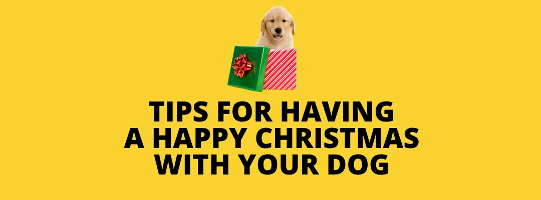 Tips For Having a Happy Christmas With Your Dog - blog post