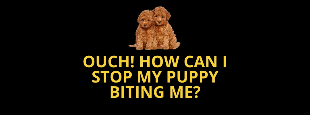 How can I stop my puppy biting me?